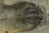 Rare Cyphaspis Eximia With Four Horns #310627-2
